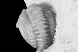 , Partially Enrolled Flexicalymene Trilobite - Ohio #76367-2